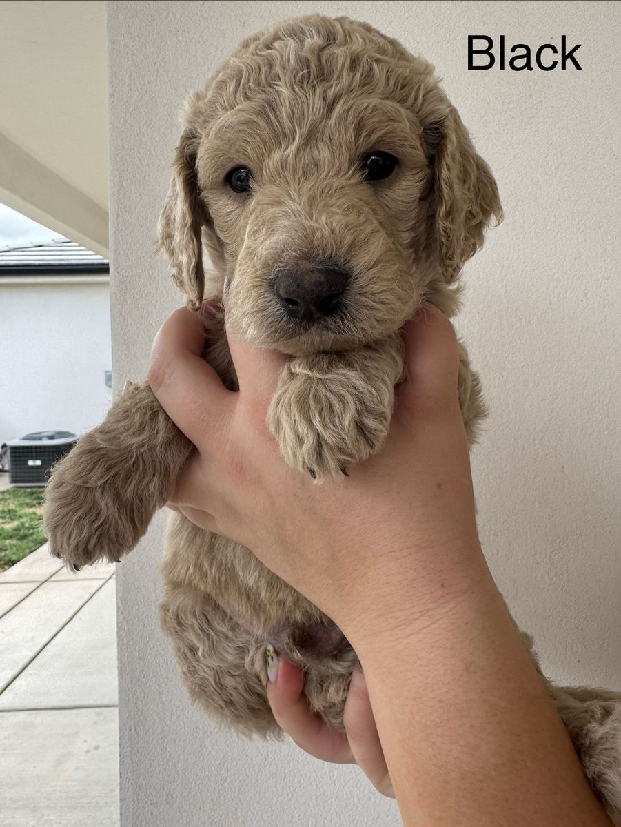 F3 Standard Golden doodle puppies