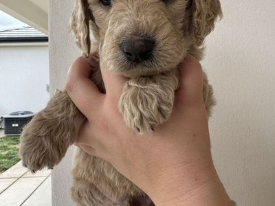 F3 Standard Golden doodle puppies