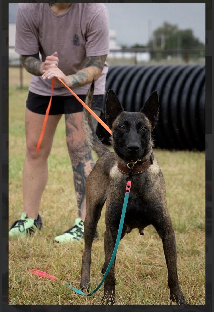 3 Year Old Malinois Female
