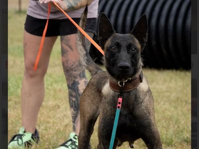 3 Year Old Malinois Female