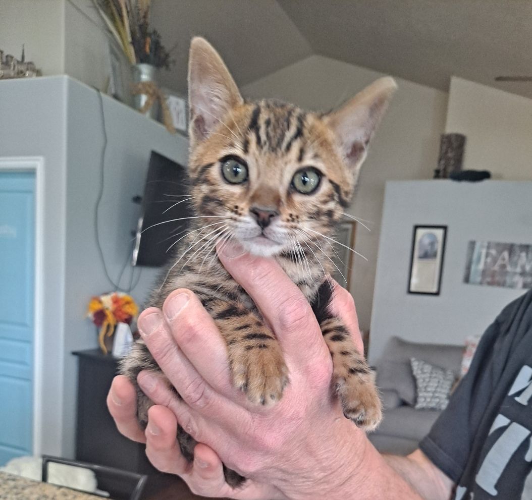 Bengal kitten