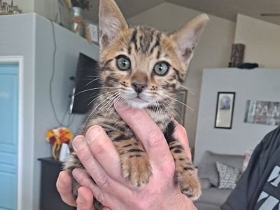 Bengal kitten