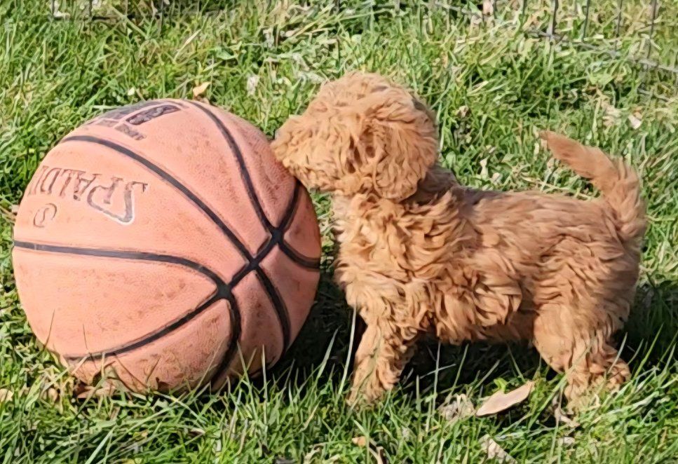 Mini/Micro F1b Labradoodles