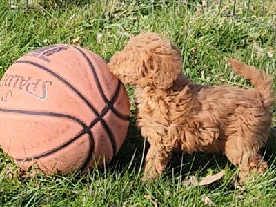 Mini/Micro F1b Labradoodles