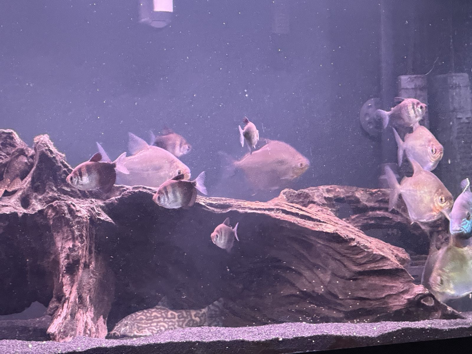 School of 9 Black Skirt Tetras – Active Community Group