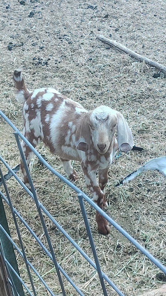 Boer doelings