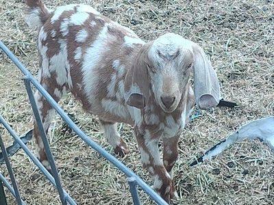 Boer doelings