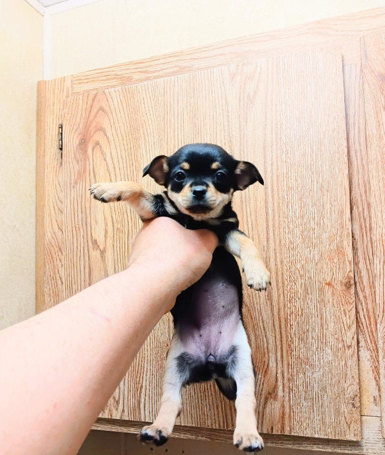 3 TINY Chihuahua & 2 MICRO Pug-Chihuahua Puppies