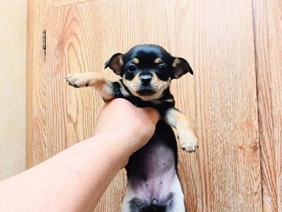 3 TINY Chihuahua & 2 MICRO Pug-Chihuahua Puppies