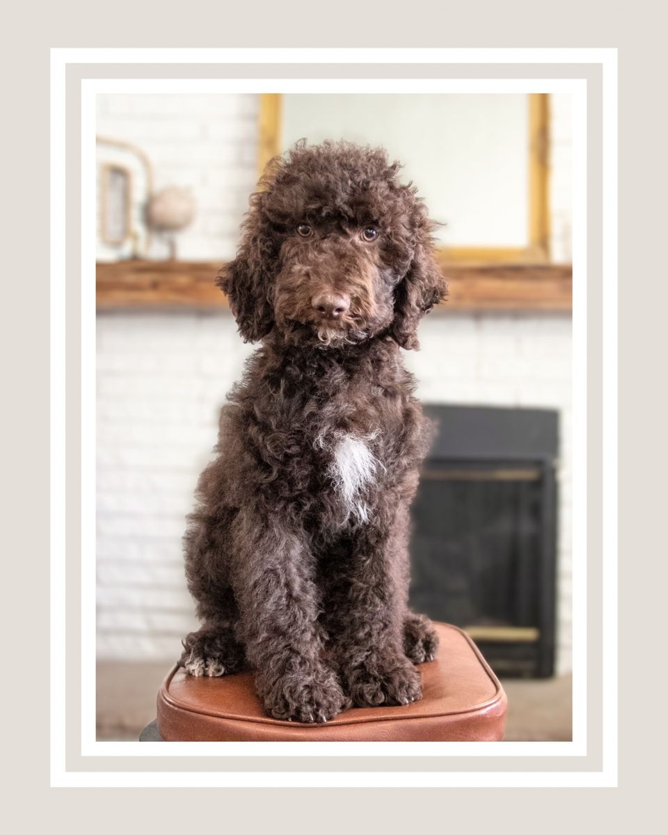Chocolate Male Labradoodle Lab Ready Now