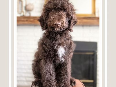 Chocolate Male Labradoodle Lab Ready Now
