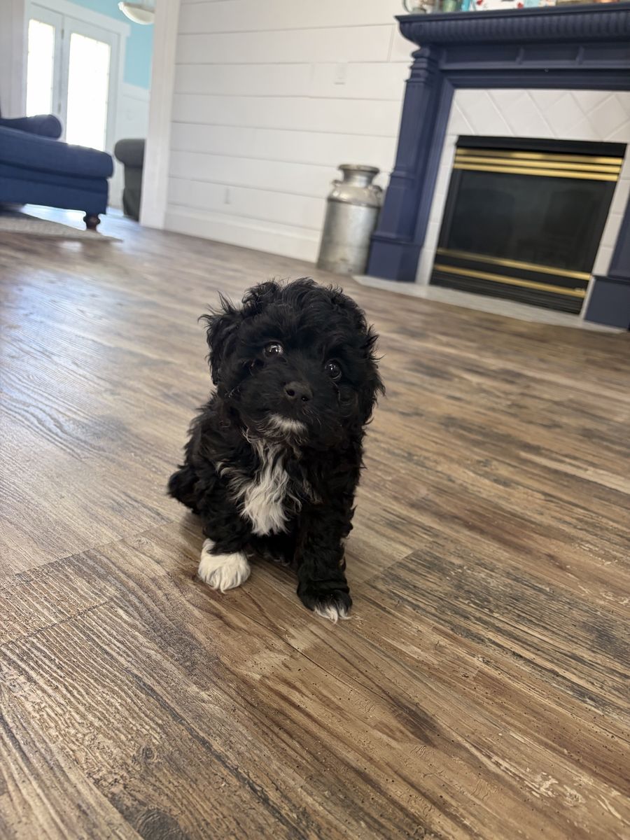Mini Aussi Doodle Male Puppy