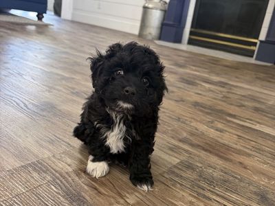 Mini Aussi Doodle Male Puppy