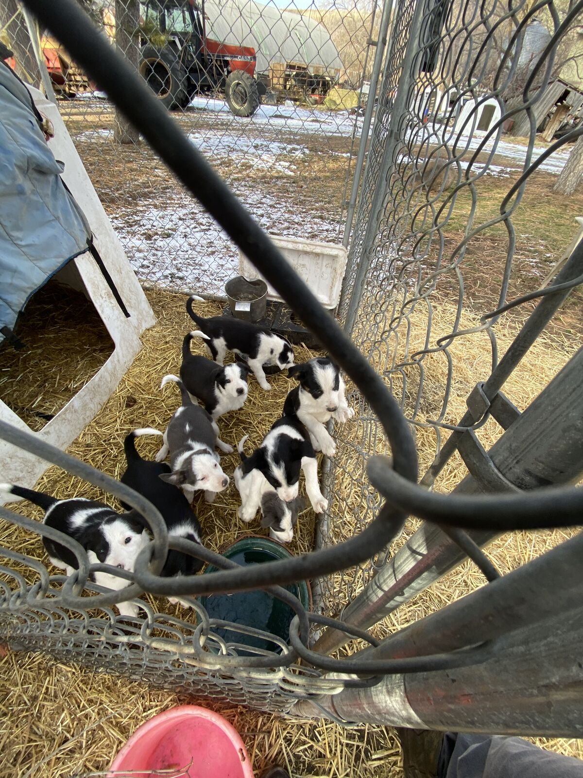 Border Collie/Australian Shepherd Puppies