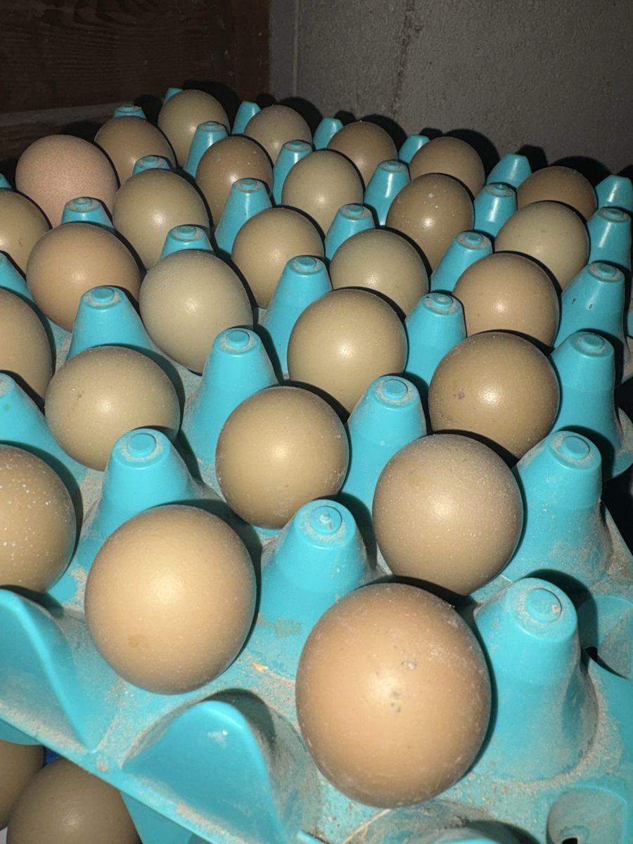 ringneck pheasant eggs - fertile