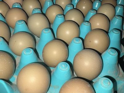 ringneck pheasant eggs - fertile