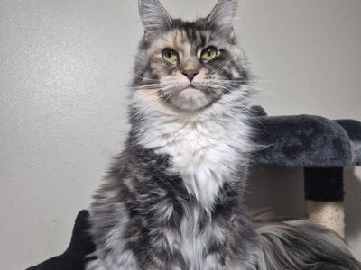 Future European Maine Coon Kittens