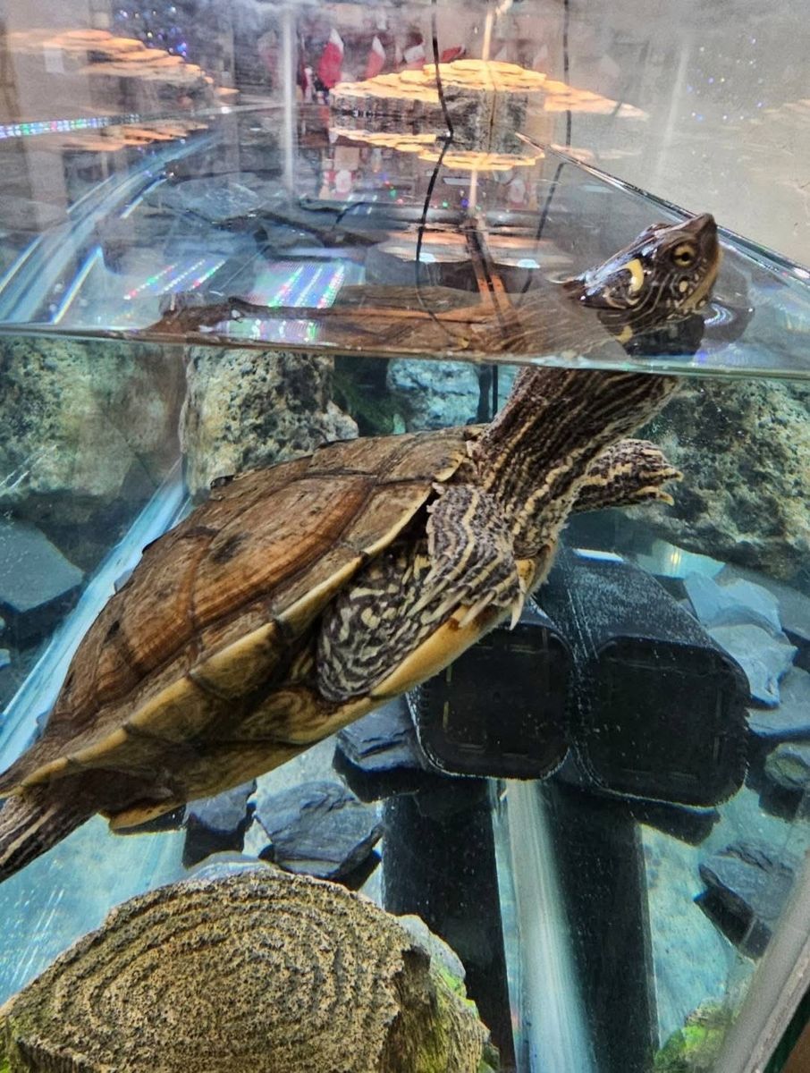 Map Turtle