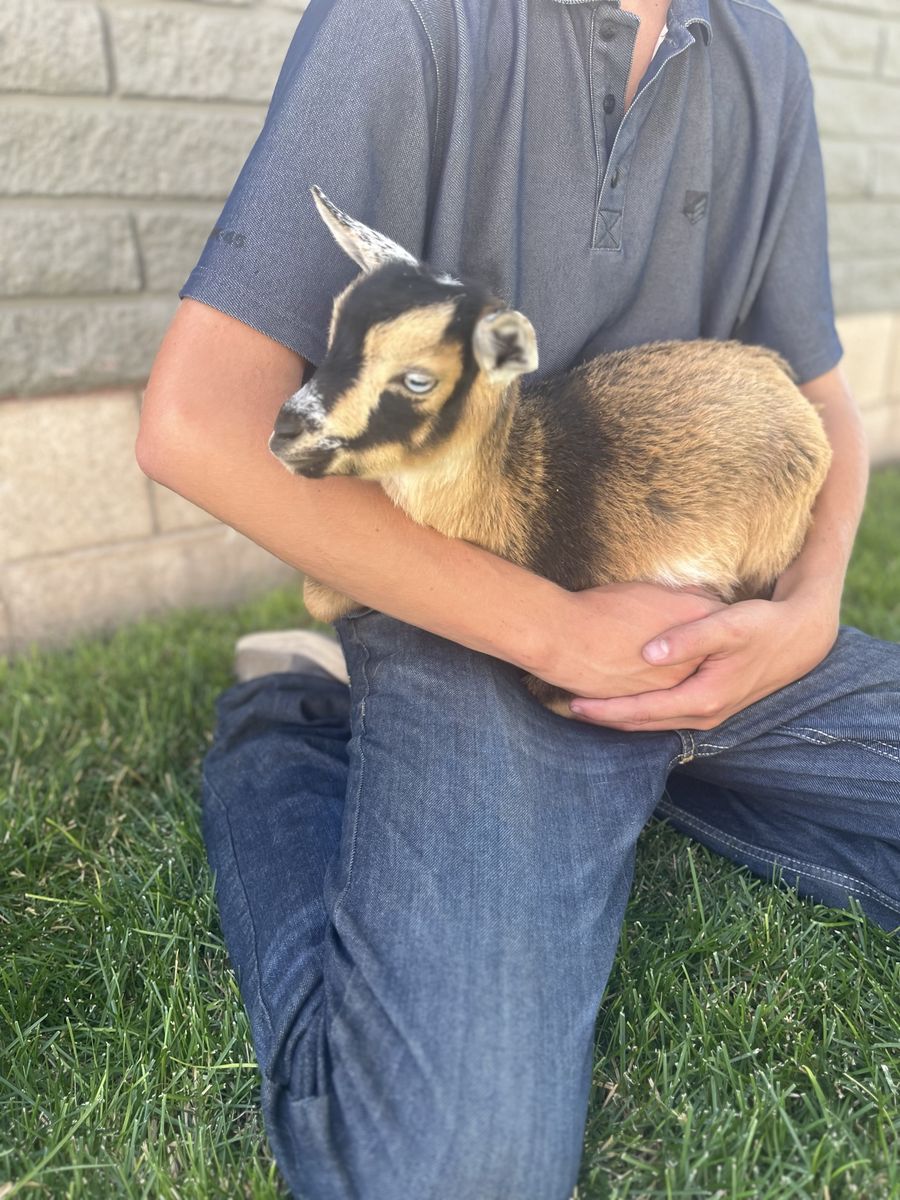 Adorable Nigerian Dwarf doeling