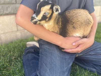Adorable Nigerian Dwarf doeling