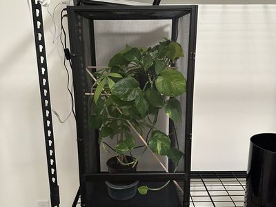 Chameleon Enclosure