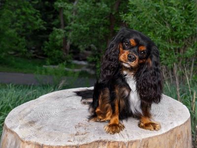 King Charles Cavalier stud