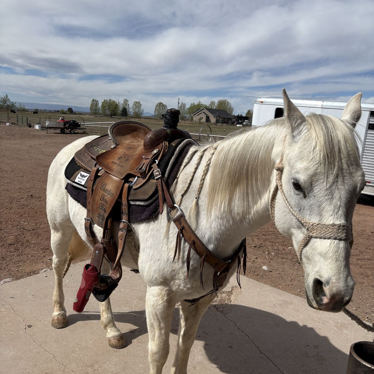 16 Year old Geilding Head Horse