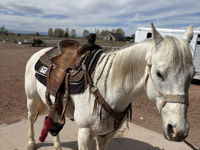 16 Year old Geilding Head Horse
