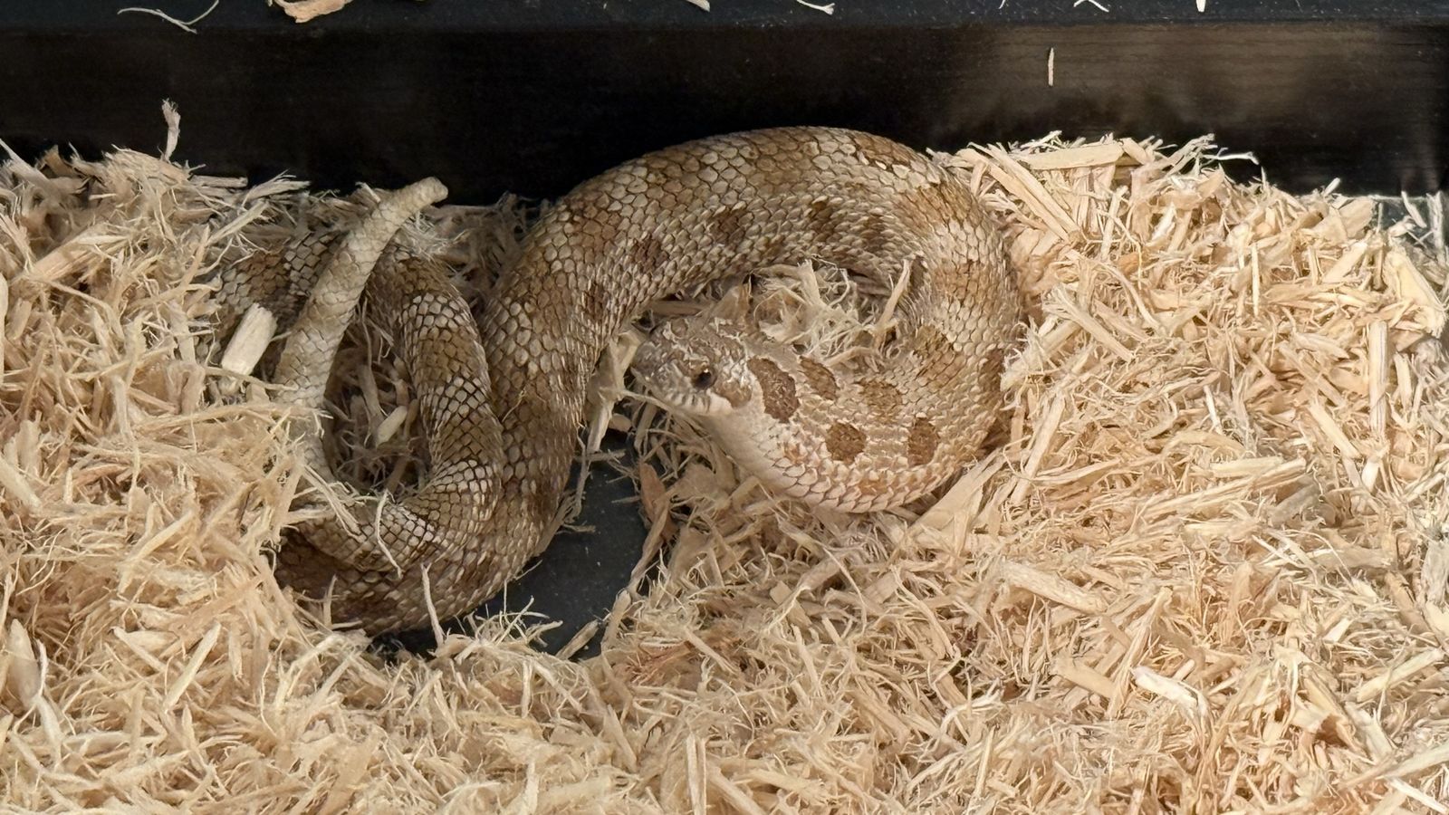 Male Western Hognose Snake – Full Setup Included!