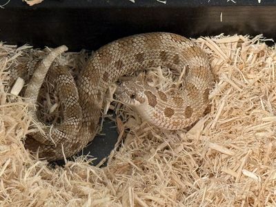 Male Western Hognose Snake – Full Setup Included!