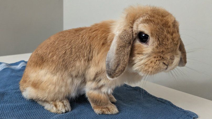 Pedigreed Holland Lop Doe