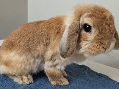 Pedigreed Holland Lop Doe