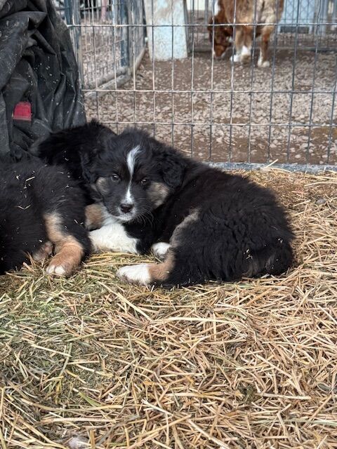 Australian Shepherd Puppies