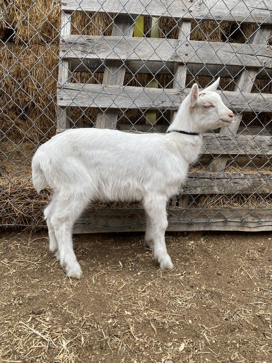 Super Friendly, Beautiful, Purebred Saanen Goat Kid Buckling