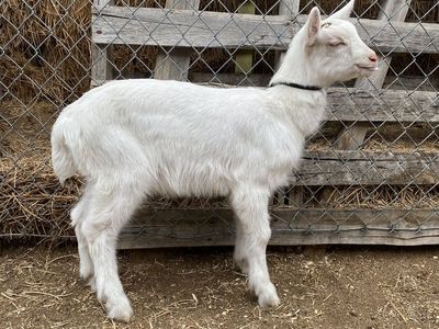 Super Friendly, Beautiful, Purebred Saanen Goat Kid Buckling