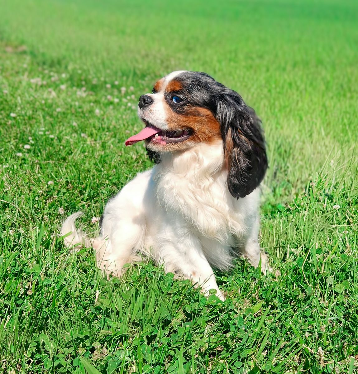Blue eyed Merle Cavalier boy!