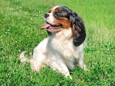 Blue eyed Merle Cavalier boy!