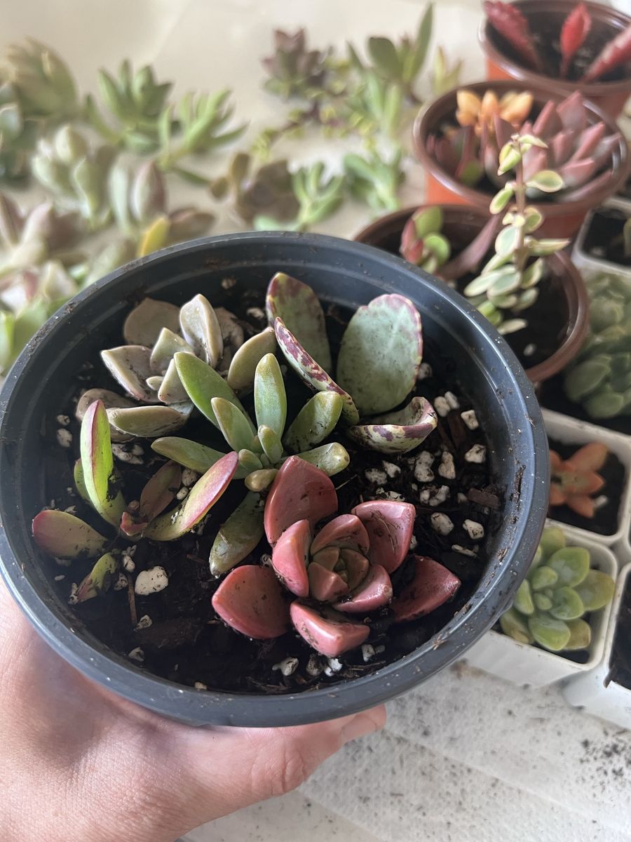 ISO Rooted/Unrooted Plant Cuttings and Unwanted/Dying Houseplants