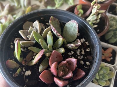 ISO Rooted/Unrooted Plant Cuttings and Unwanted/Dying Houseplants