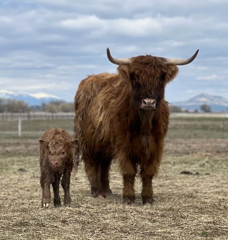 Highland Cow, Healthy, and Ready for a New Home