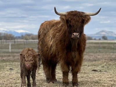 Highland Cow, Healthy, and Ready for a New Home