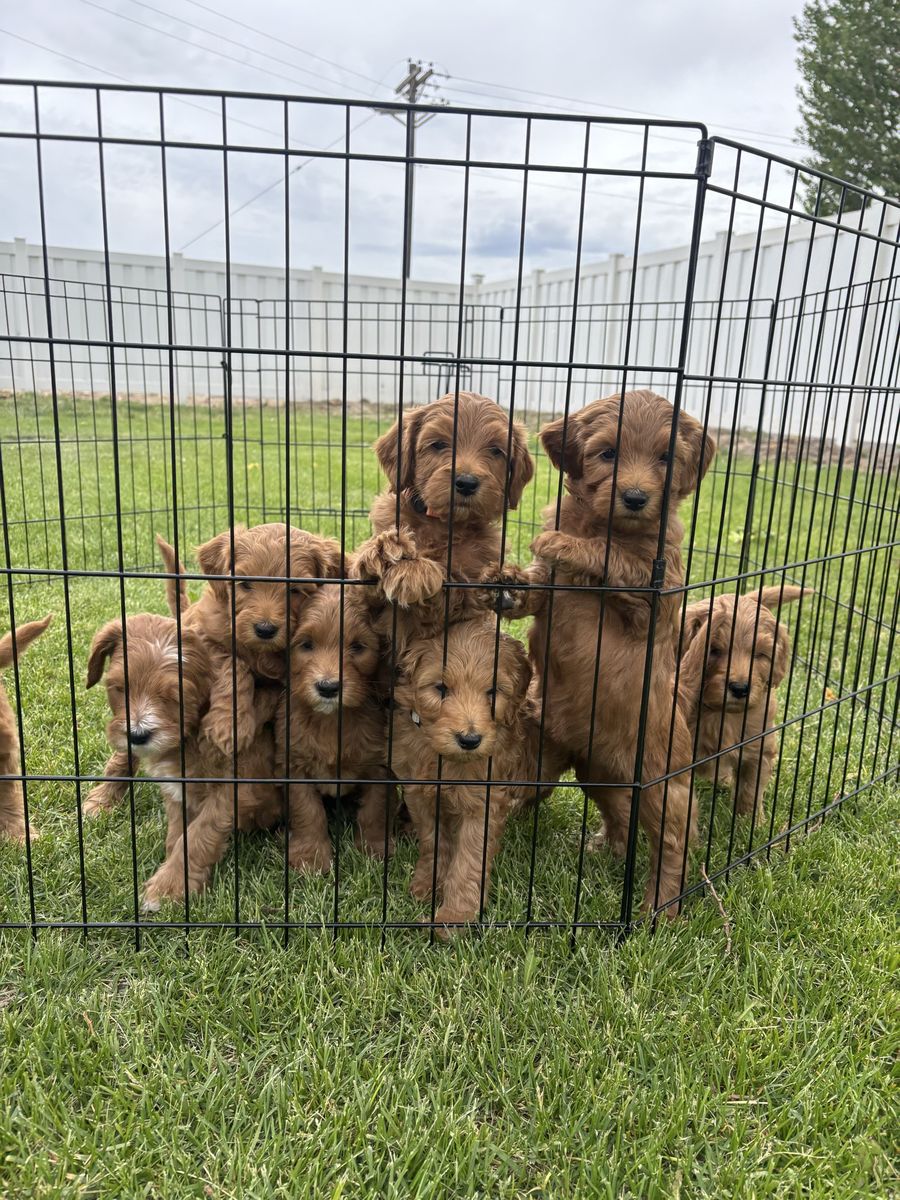 Mini Golden Doodle