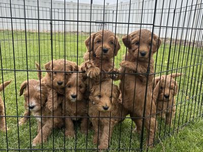 Mini Golden Doodle
