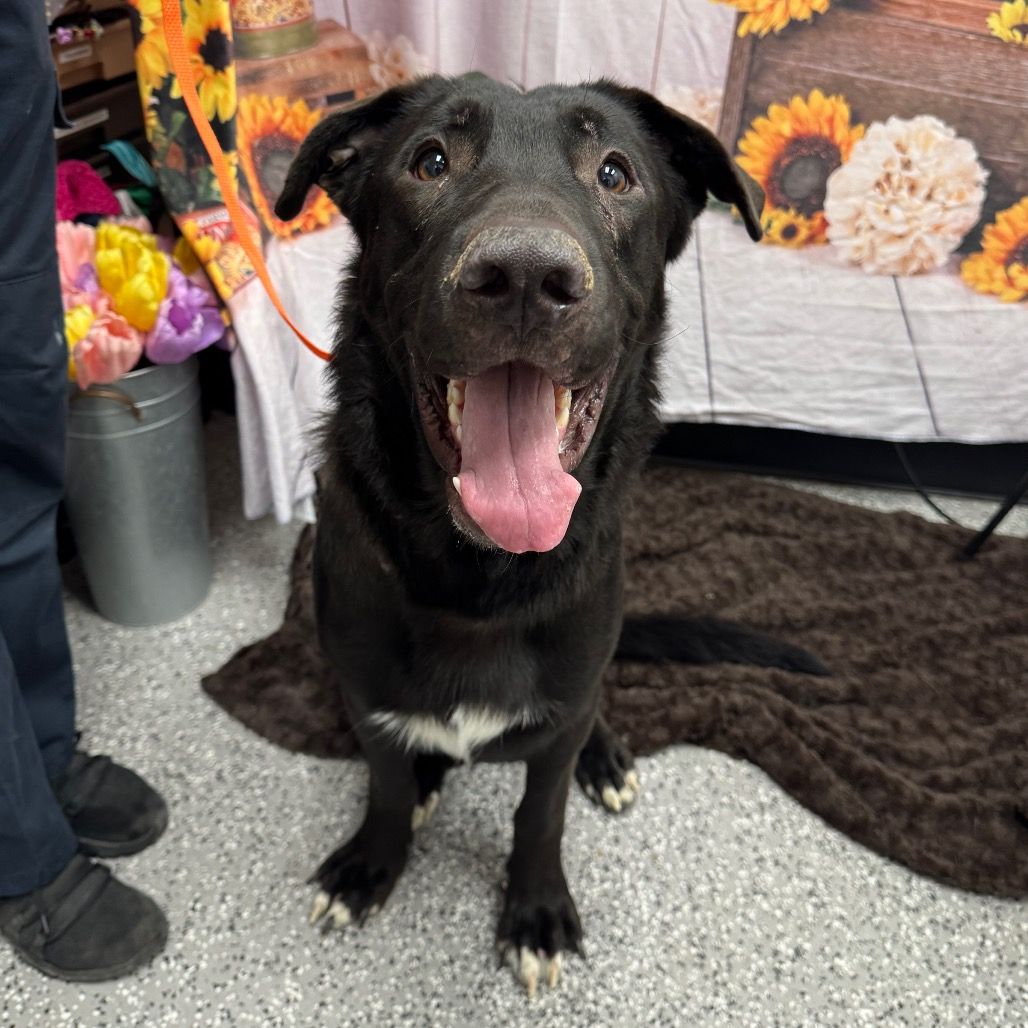 Hello my name is King