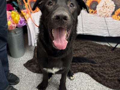 Hello my name is King