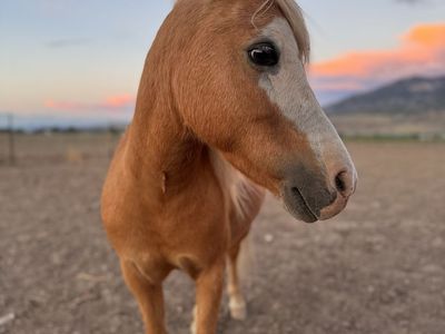Palamino Shetland Gelding