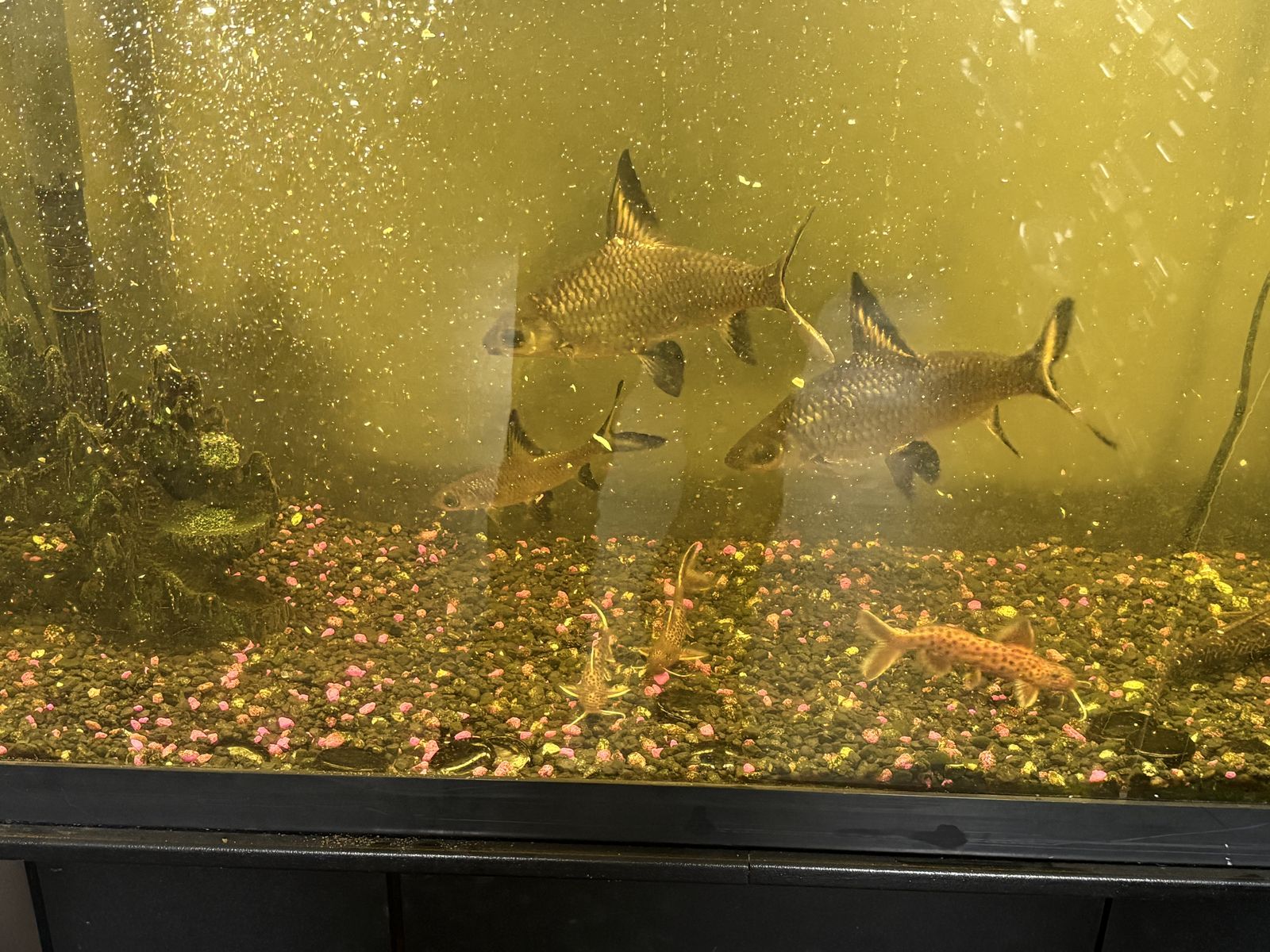 55 Gallon Long Fish Tank