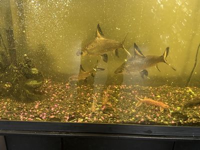 55 Gallon Long Fish Tank