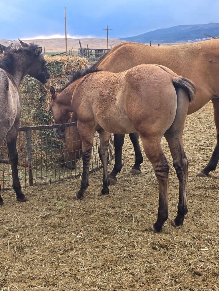 Stunning AQHA Foundation Bred Dun Colt