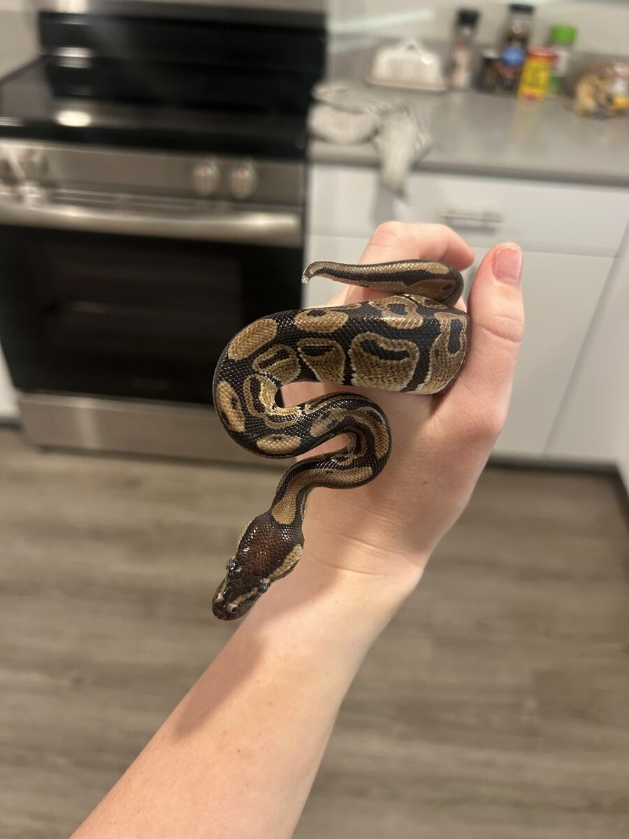 Ball Python Snake with Terrarium